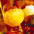 ������� �������� Gourmet Style
